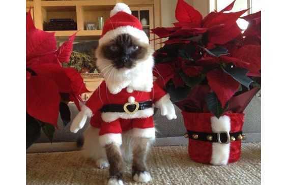 funny christmas cat pictures elf costume