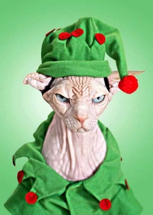 funny christmas cat pictures grumpy elf