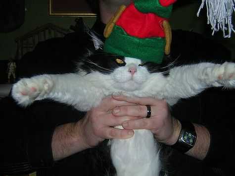funny christmas cat pictures elf hat