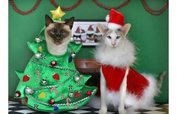 funny christmas cat pictures happy elves