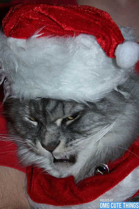 funny christmas cat pictures angry Santa cat