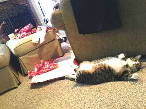 funny christmas cat pictures fat cat