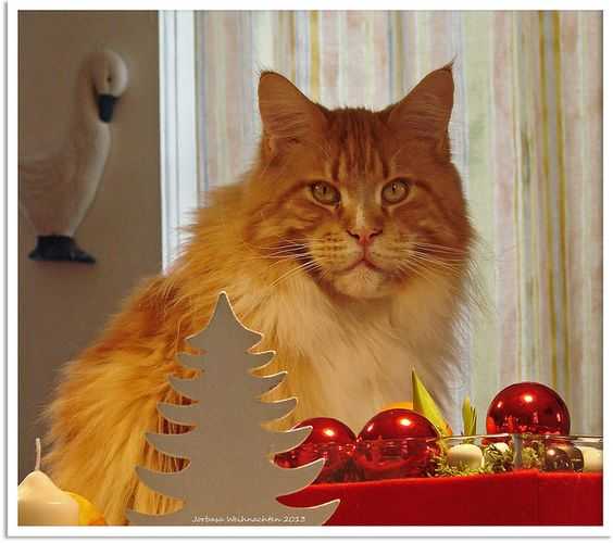 funny christmas cat pictures