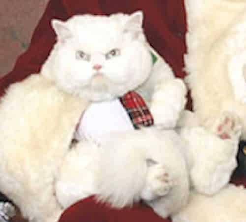 funny christmas cat pictures Cat on Santa's lap