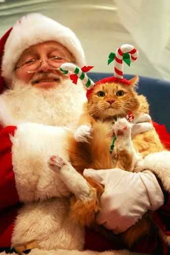 funny christmas cat pictures cat with candy cane ears on Santa's lap