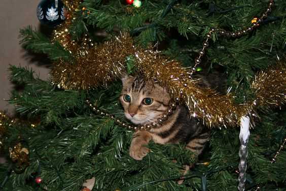 funny christmas cat pictures cat in Christmas tree