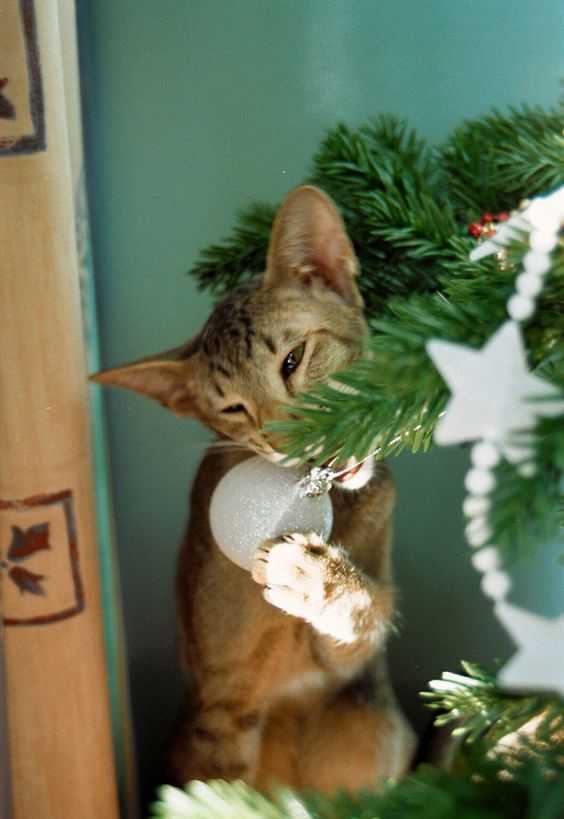 funny christmas cat pictures cat taking down shiny ball