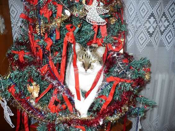 funny christmas cat pictures cat in christmas tree not happy