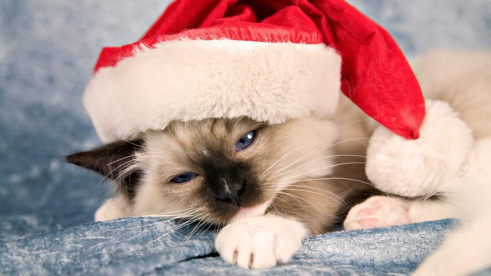 funny christmas cat pictures Santa hat