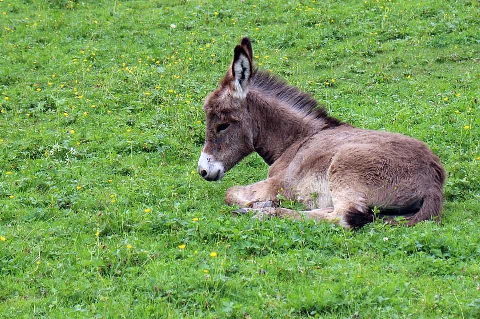 This Sleepy Two-Week-Old Donkey Went Missing. Then Farmers Found His Hysterical Hiding Place | donkey 409165 960 720 This Sleepy Two-Week-Old Donkey Went Missing. Then Farmers Found His Hysterical Hiding Place