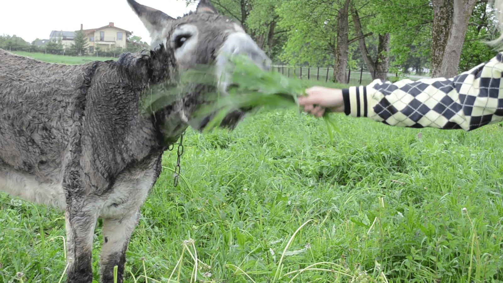 This Sleepy Two-Week-Old Donkey Went Missing. Then Farmers Found His Hysterical Hiding Place | donkey animal closeup and farmer woman girl hand feeding grass e1baw74 F0000 This Sleepy Two-Week-Old Donkey Went Missing. Then Farmers Found His Hysterical Hiding Place