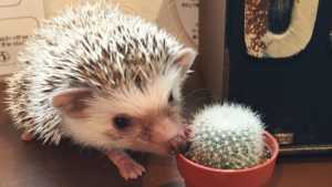 funny hedgehog cactus