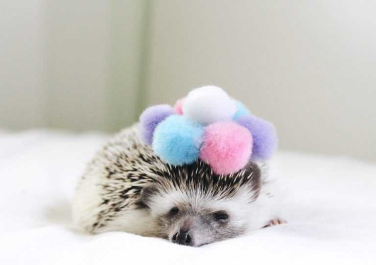 25 Pictures That Show Hedgehogs are the Cutest