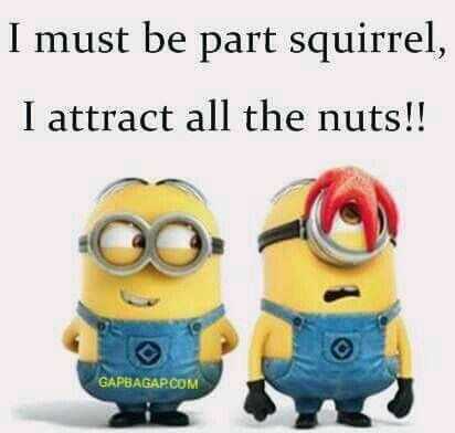 31 Funny Laugh-out-Loud Minions Pictures | minion attract nuts 31 Funny Laugh-out-Loud Minions Pictures - part squirrel
