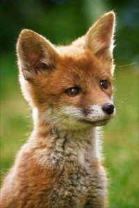 animal fox cute