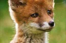 Animal Fox Cute