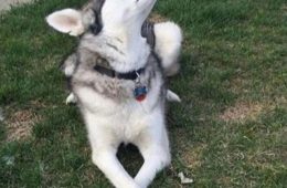 Animal Good Boy