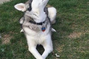 Animal Good Boy