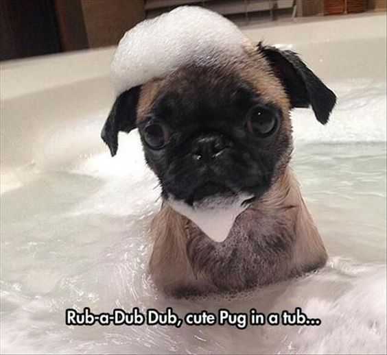 adorable animal pictures with captions  better than rubber duckie