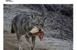 Tumblr Wolf Pizza