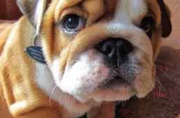 Animal Bulldog Pup