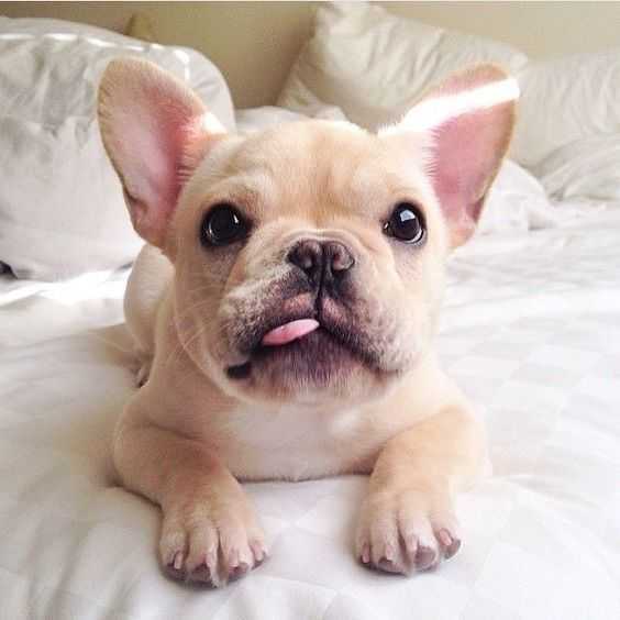 adorable dogs  dog blep