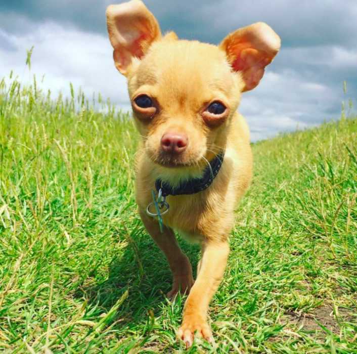 Tiny Teacup Chihuahua Was A Damaged Puppy That No One Wanted, Until ...