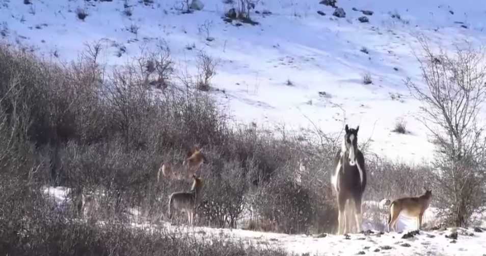 Screen Shot 2018 03 17 At 12.18.59 Pm