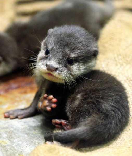 Unbelievably Cute Animal  baby otter