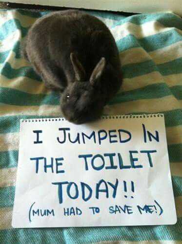 bunny shaming  jumped in toilet