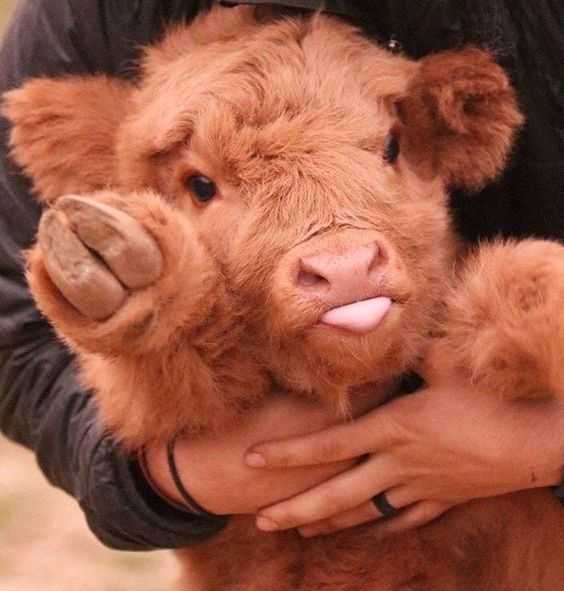 Unbelievably Cute Cow  blep