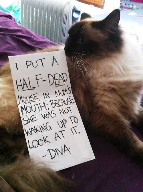 cat shaming pics  dead mouse on sleeping owner