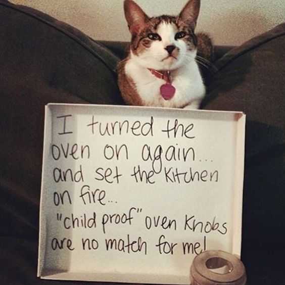 cat shaming pics  turned oven on and set fire to kitchen