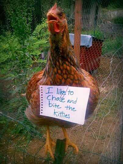 chicken shaming  bites kittens