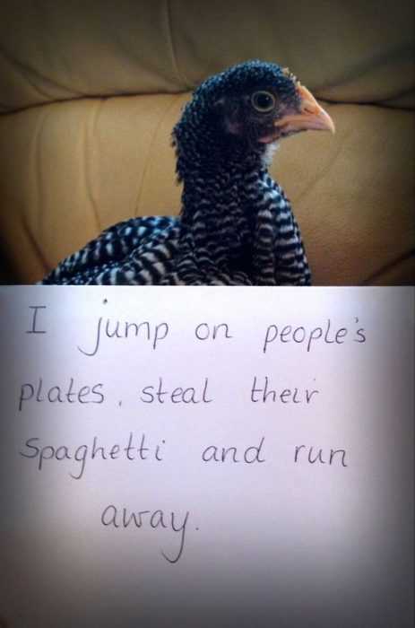 chicken shaming  pet chicken spaghetti thief