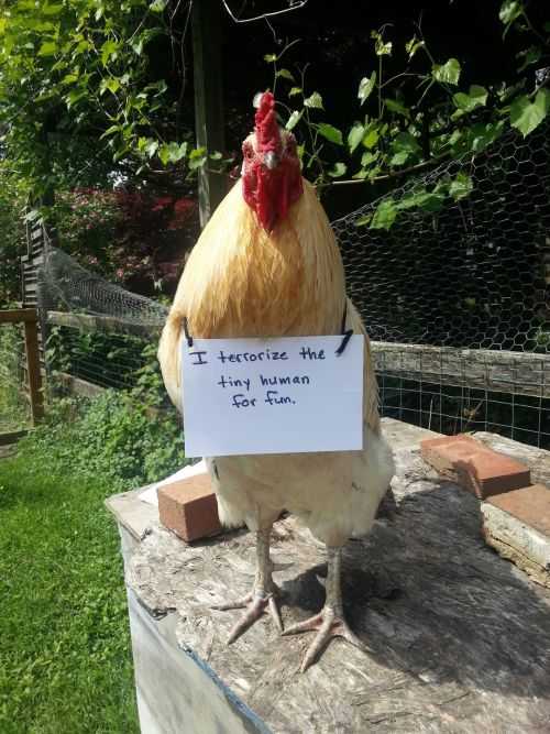 chicken shaming  terrorizes tiny humans