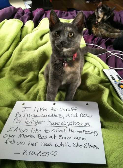 cat shaming  sniff burning candles now no eyebrows