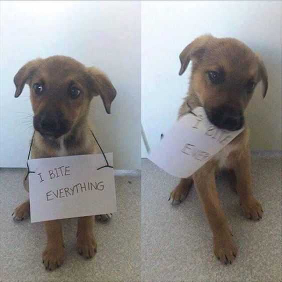 dog shaming  bites everything