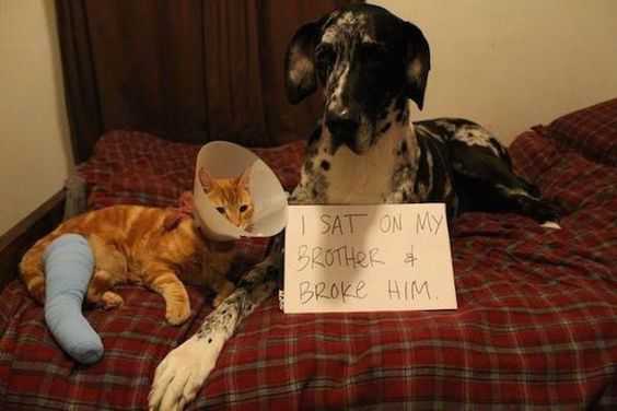 dog shaming  broke family member by sitting on him