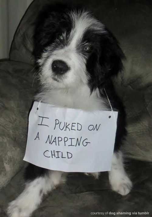 dog shaming  barfed on napping child