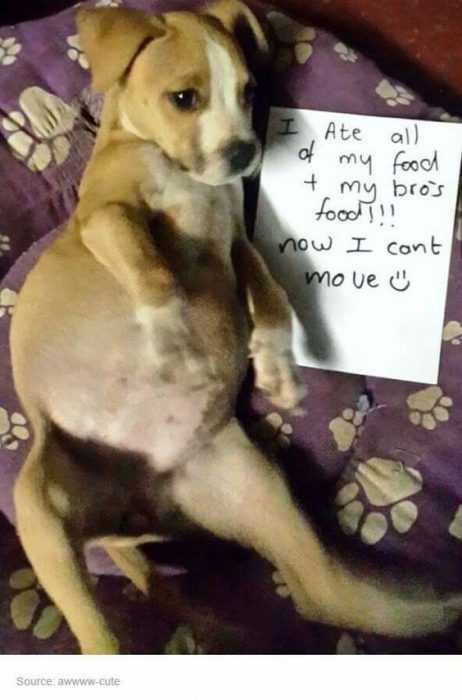 dog shaming pics  full from eating his and his brother's food