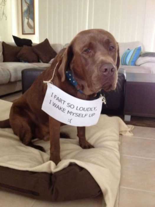 dog shaming pic  old dog wakes himself with own farts