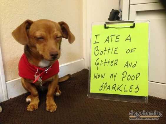 dog shaming  sparkly poop after eating glitter