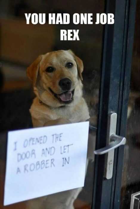 dog shaming  let robber in