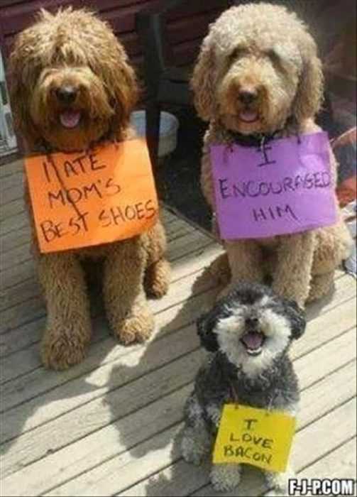 dog shaming  ate owner's shoes