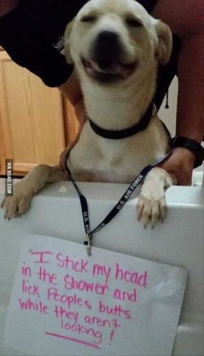 dog shaming  butt licker