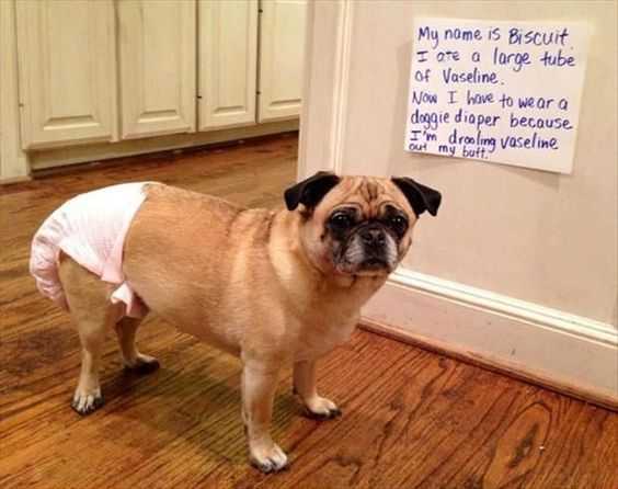 dog shaming  ate vaseline now needs diaper