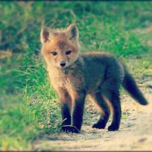 animal fox