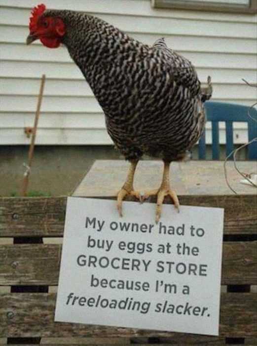 chicken shaming pics  chicken doesn't lay eggs