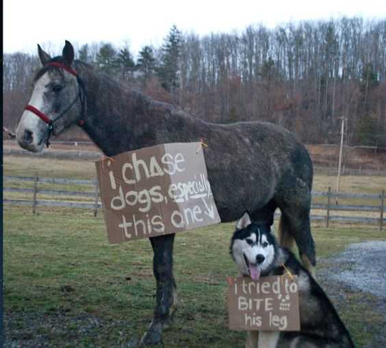 horse shaming  hates dogs